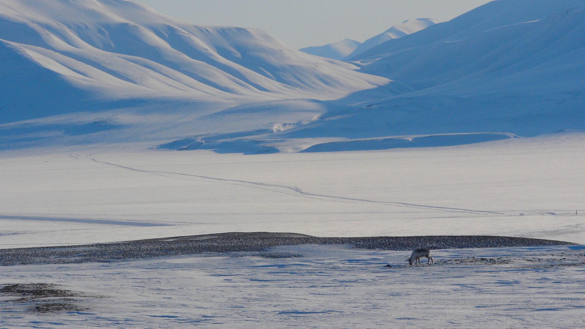 Arctic safari on a private sailing boat