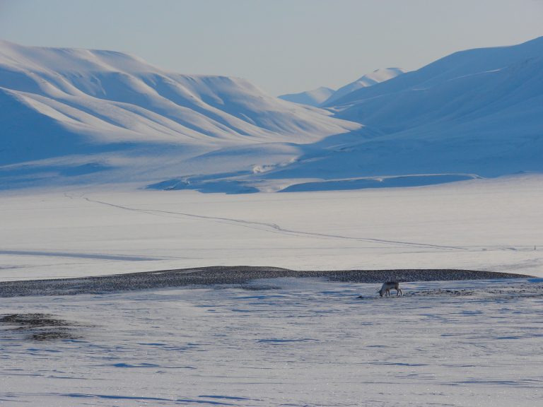 Arctic safari on a private sailing boat