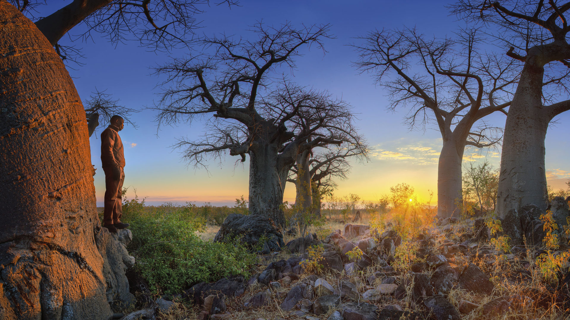 belmond savute elephant camp