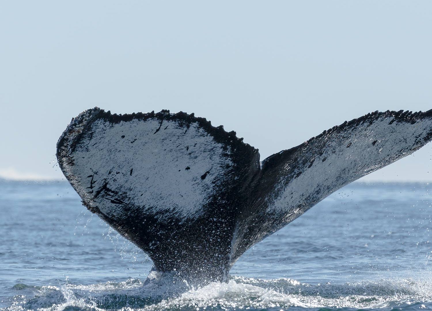 Bru & Bru: aero crucero Antarctica XXI en la Antártida, naturaleza salvaje, ballenas