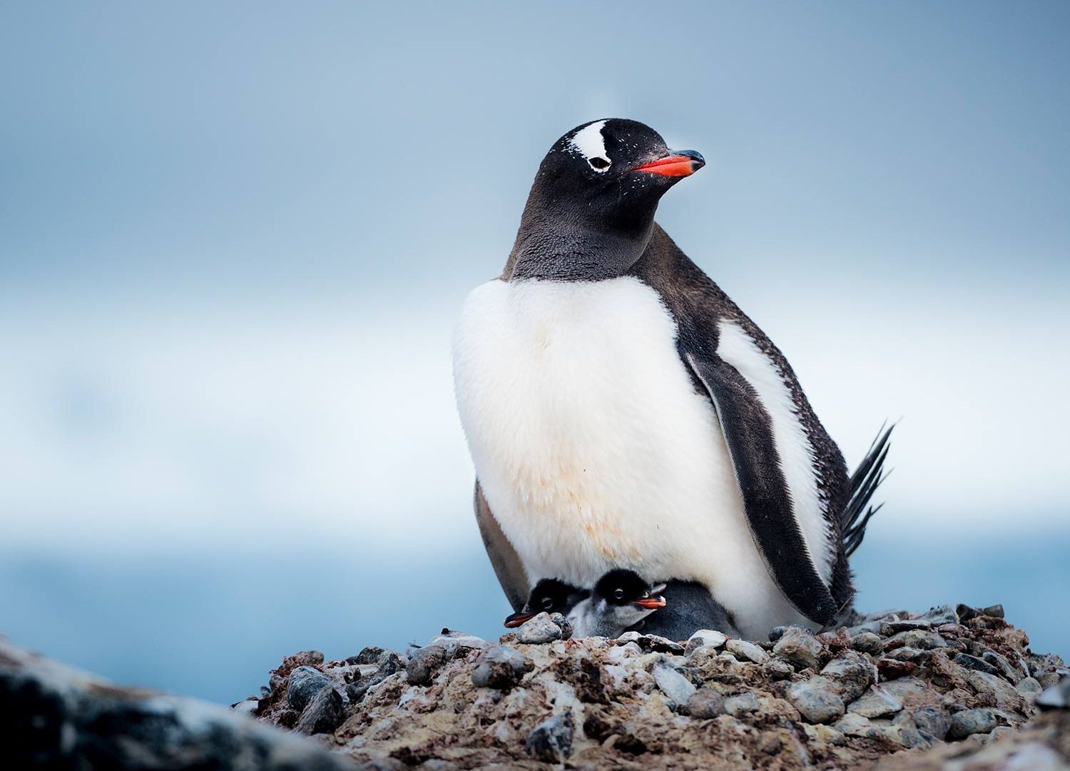 Bru & Bru: aero crucero Antarctica XXI en la Antártida, naturaleza salvaje, pinguino con crías