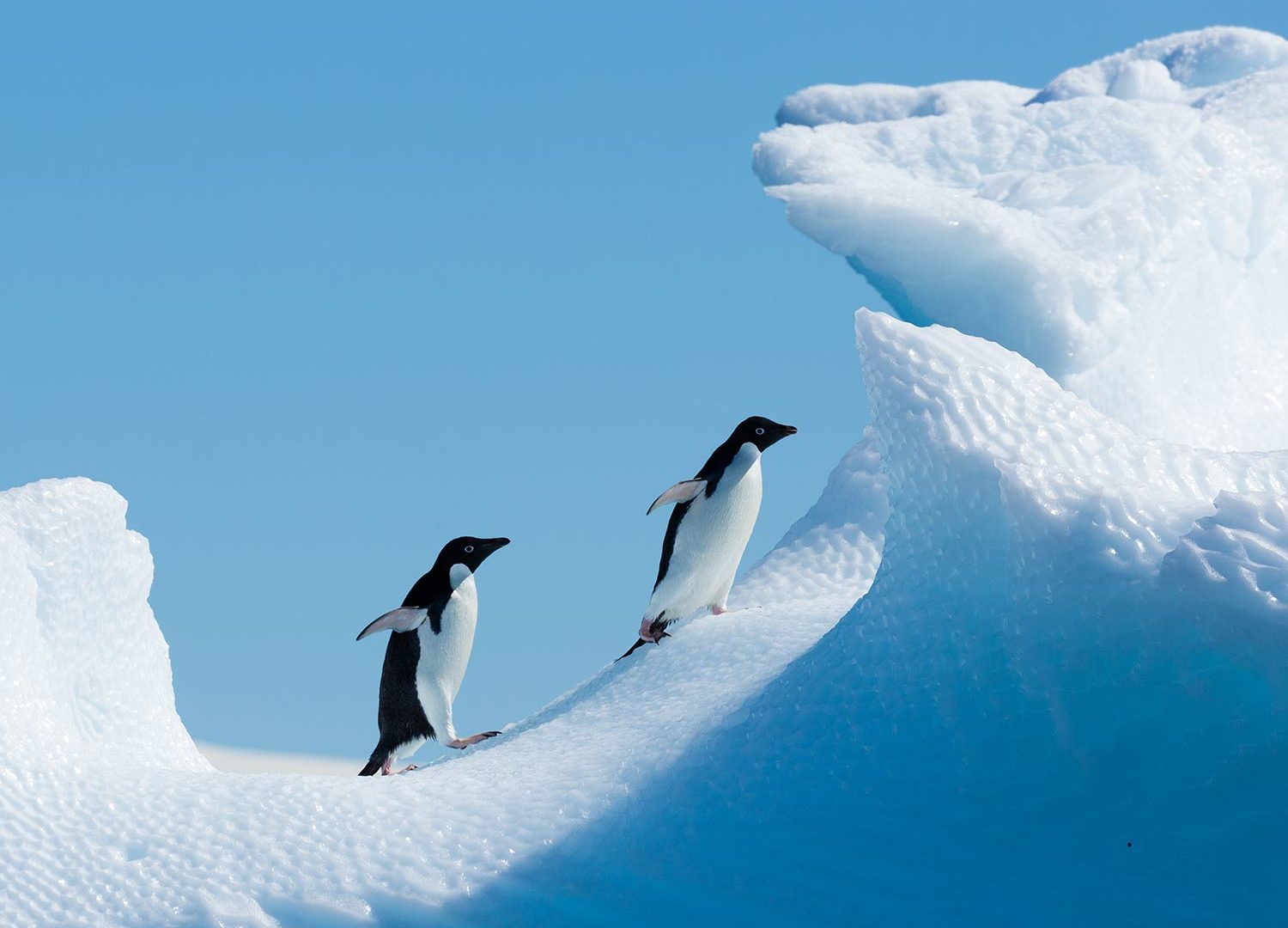 Bru & Bru: aero crucero Antarctica XXI en la Antártida, naturaleza salvaje, pinguinos