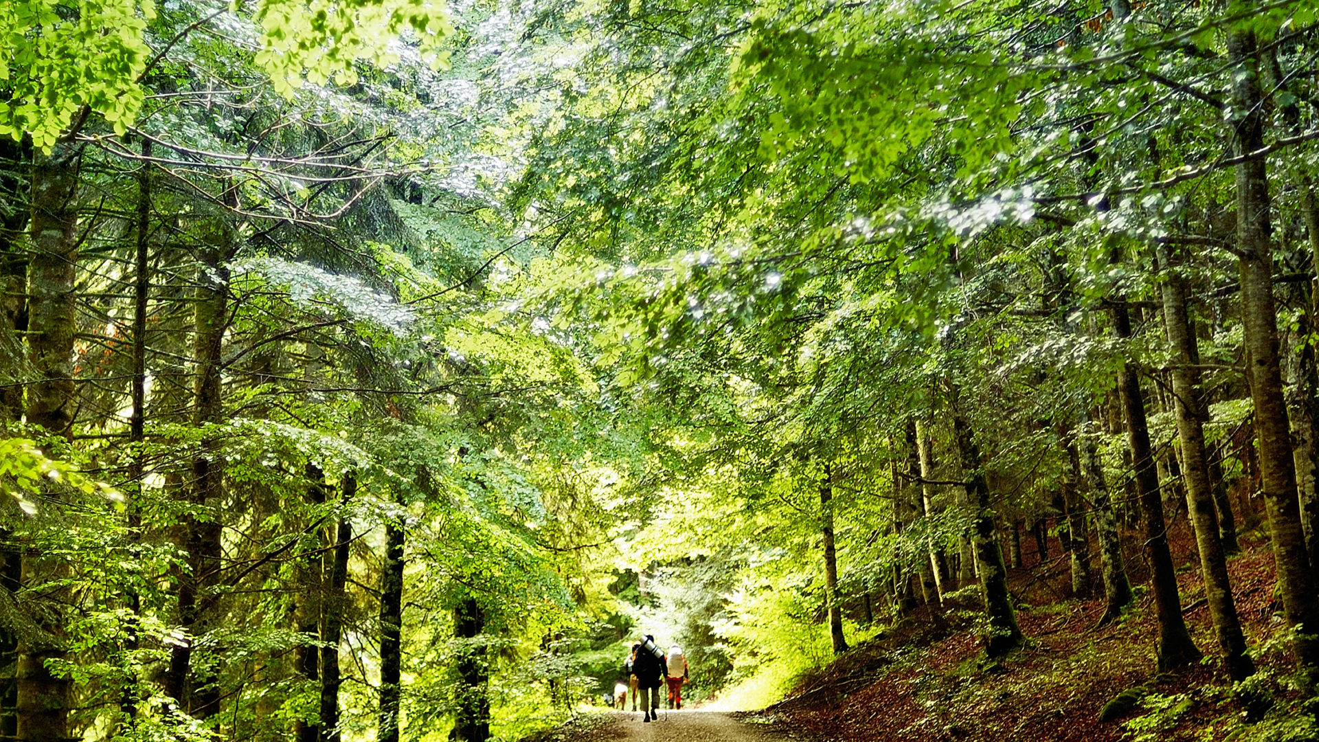 The Way of Saint James