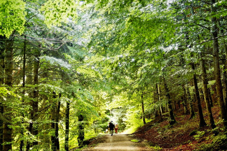 The Way of Saint James