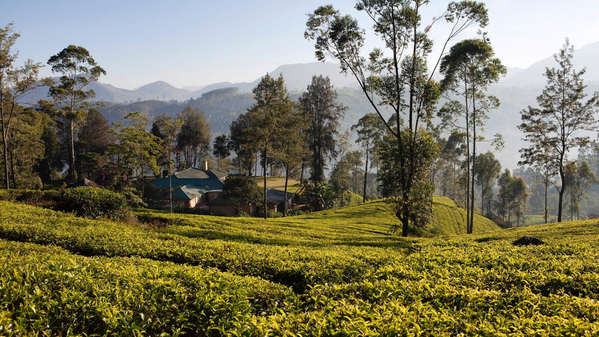 ceylon tea trails