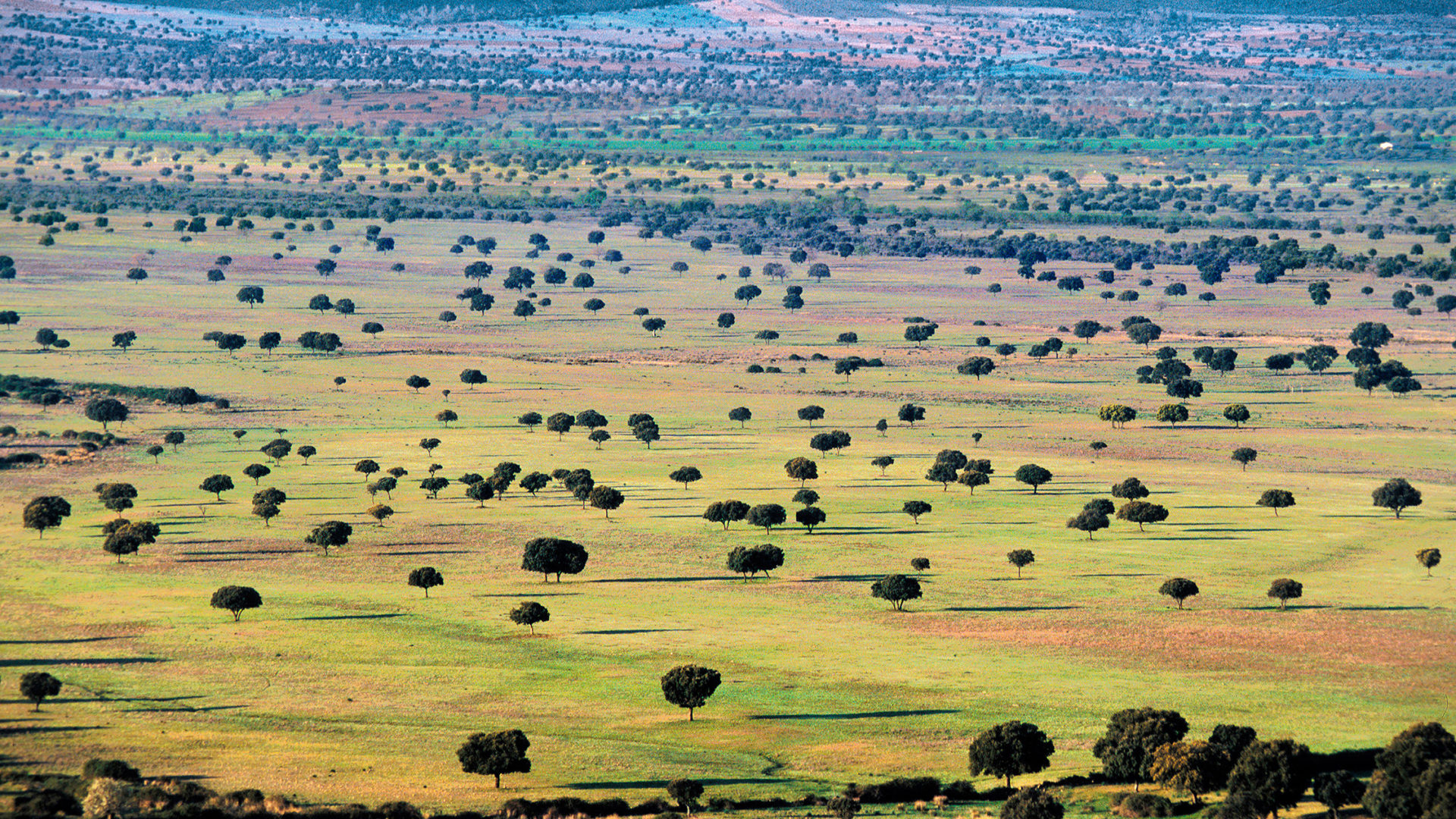 La dehesa extremeña