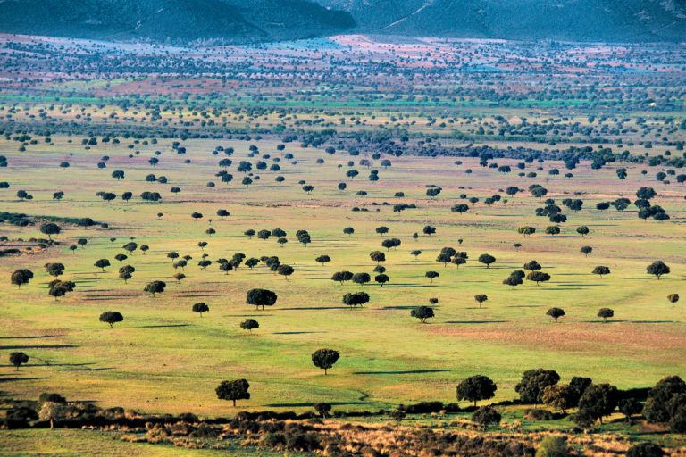 The pastures of Extremadura