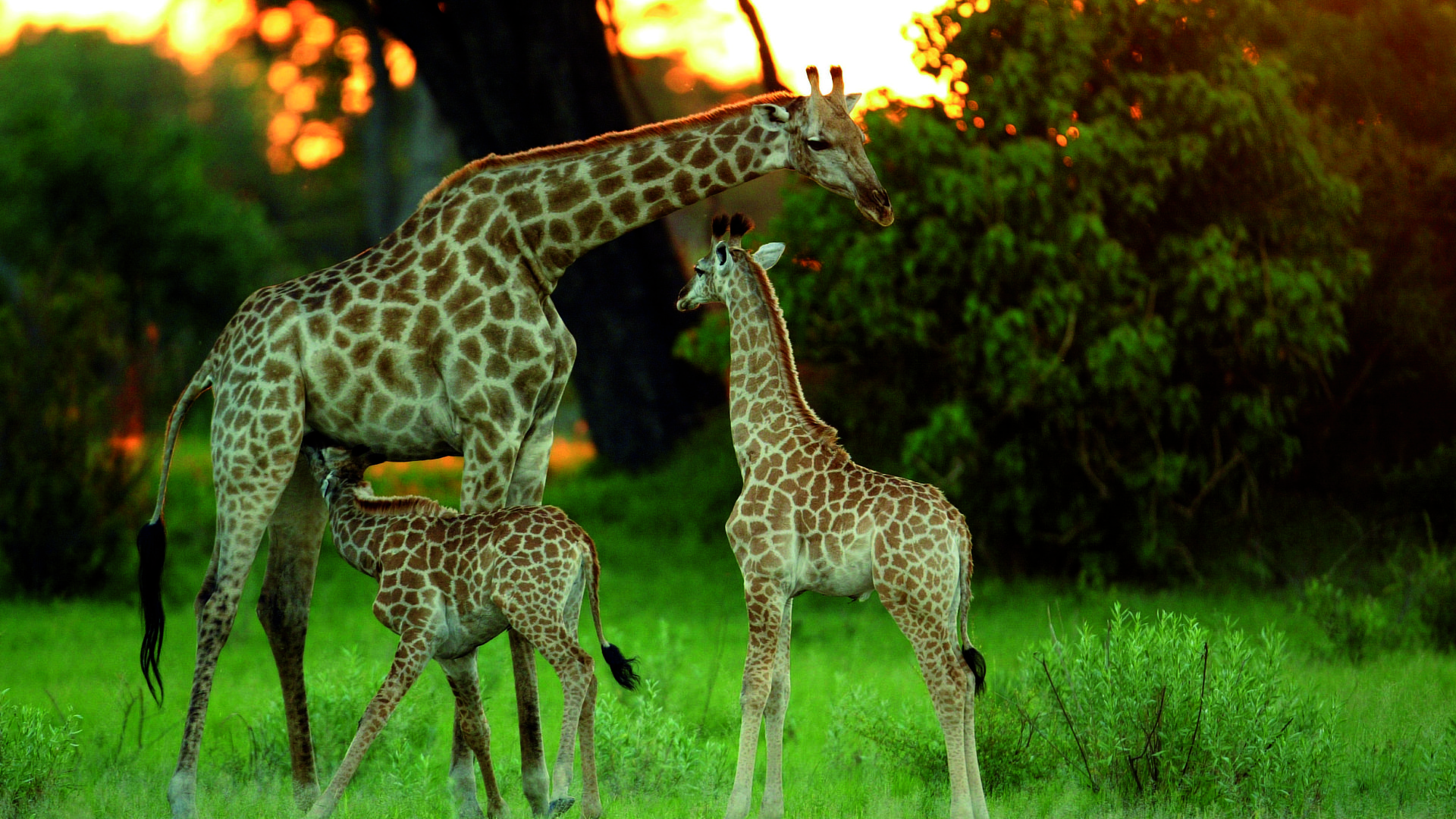 okavango horse safari