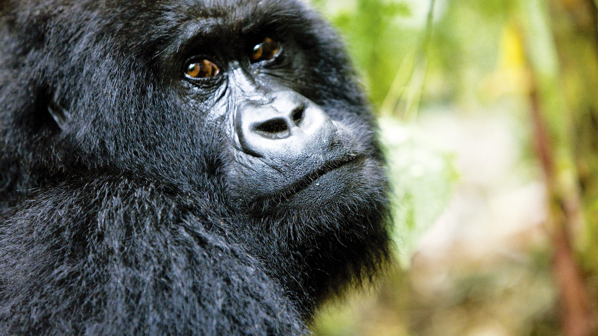 El reino de los gorilas