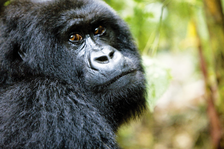 The gorilla experience