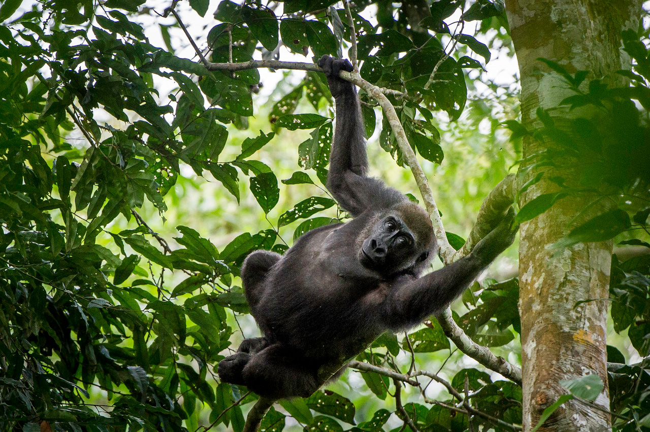 gorillas congo