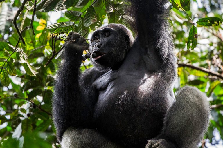 Looking for the Gorillas