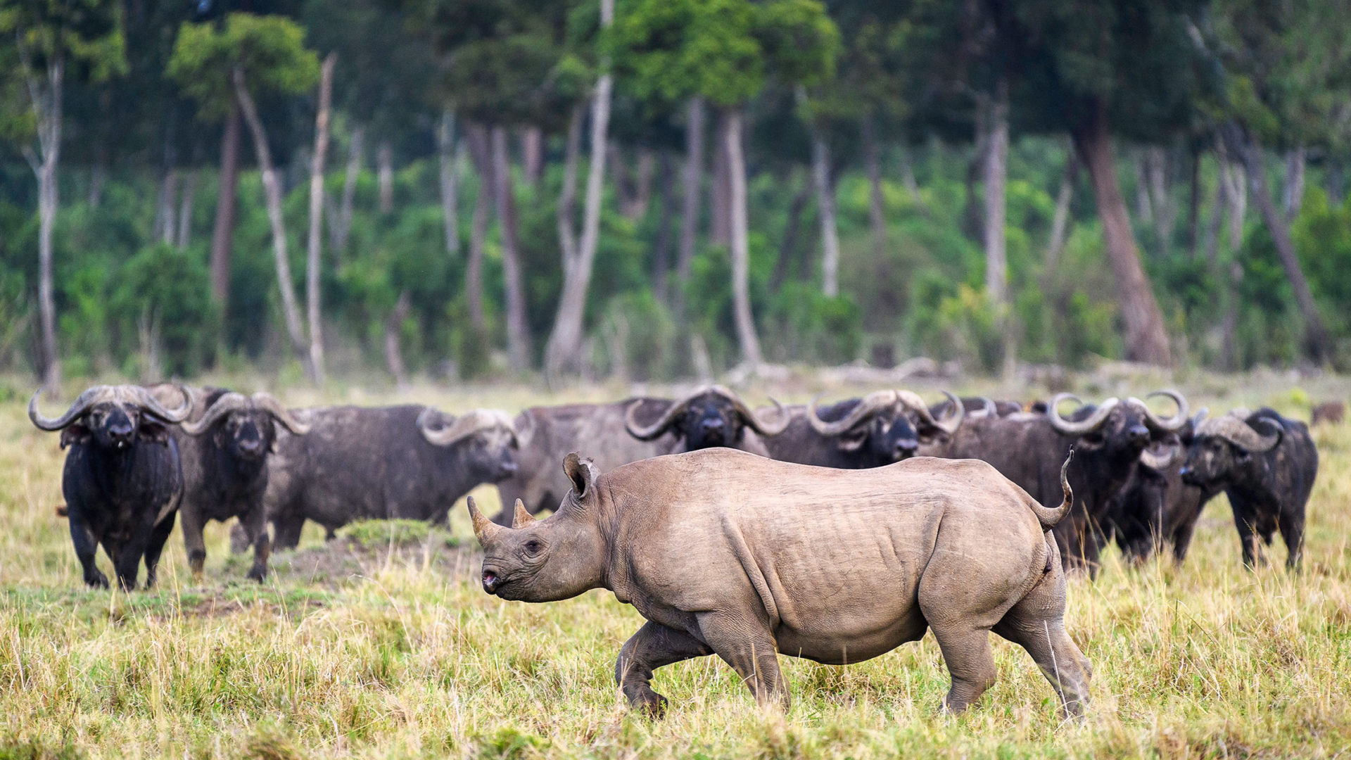 governors camp il moran