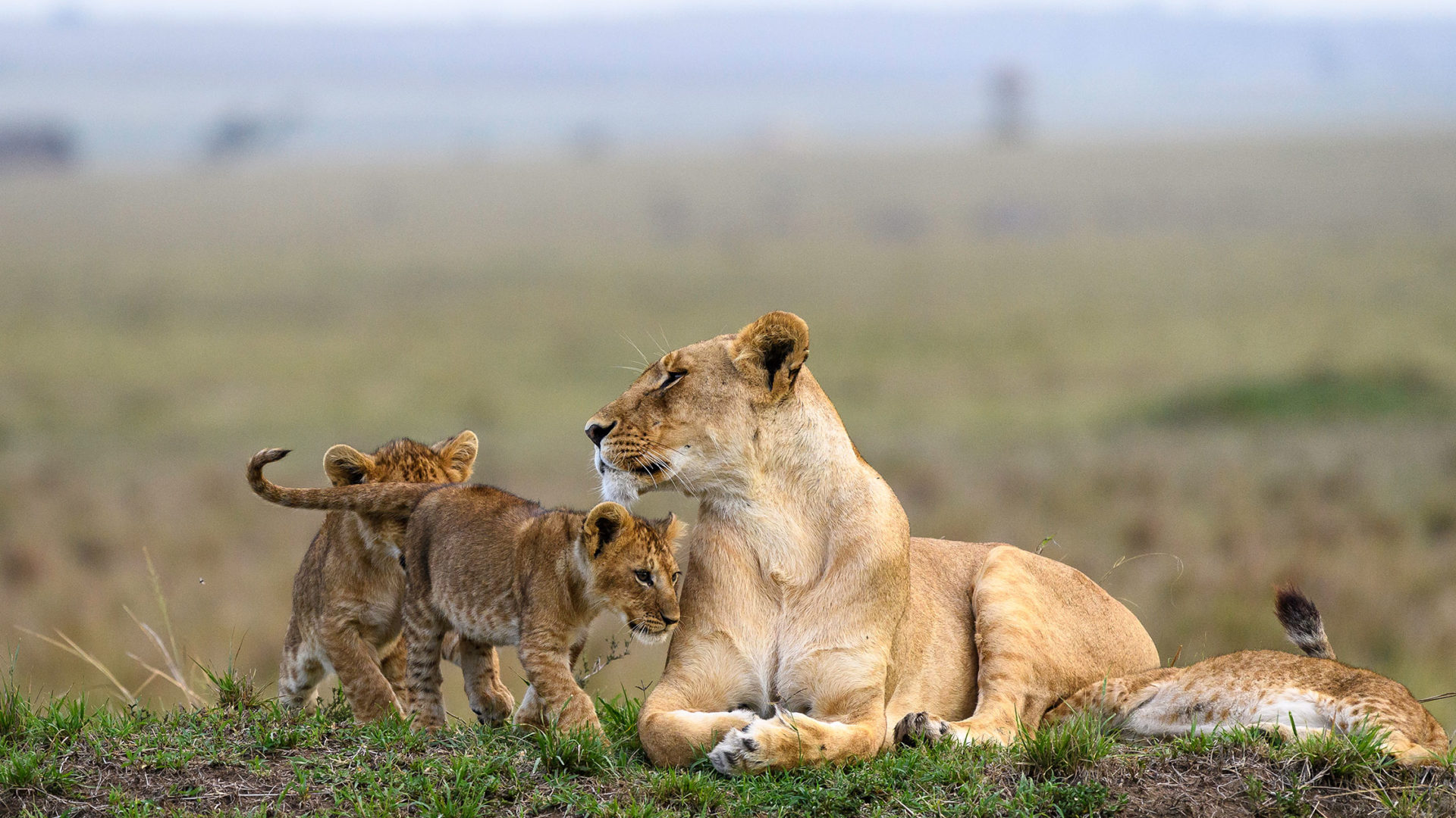 governors camp il moran