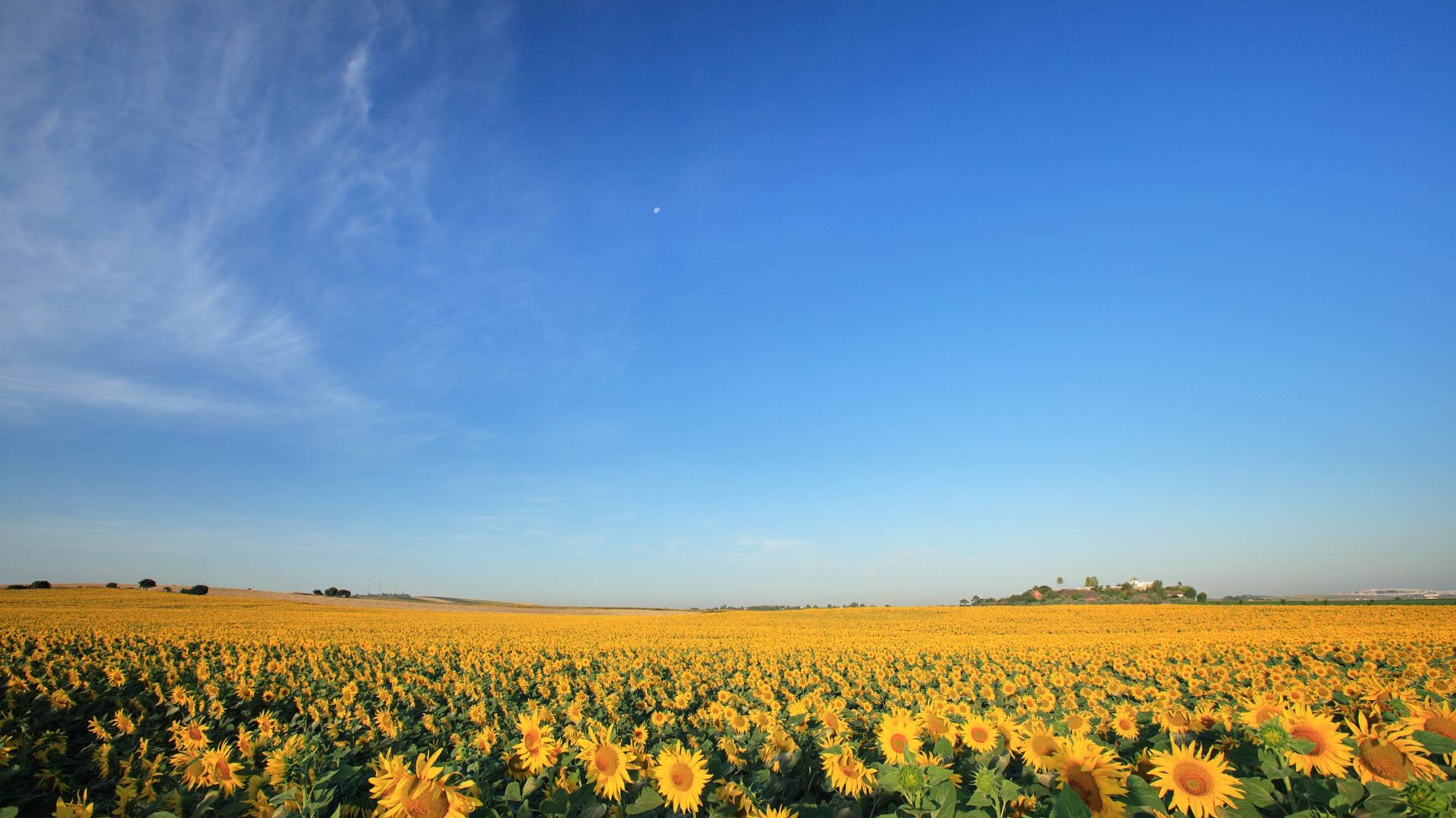 hacienda de san rafael