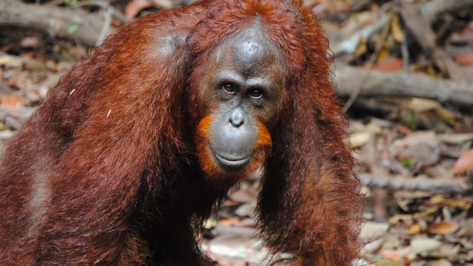 En busca del pasado en Indonesia