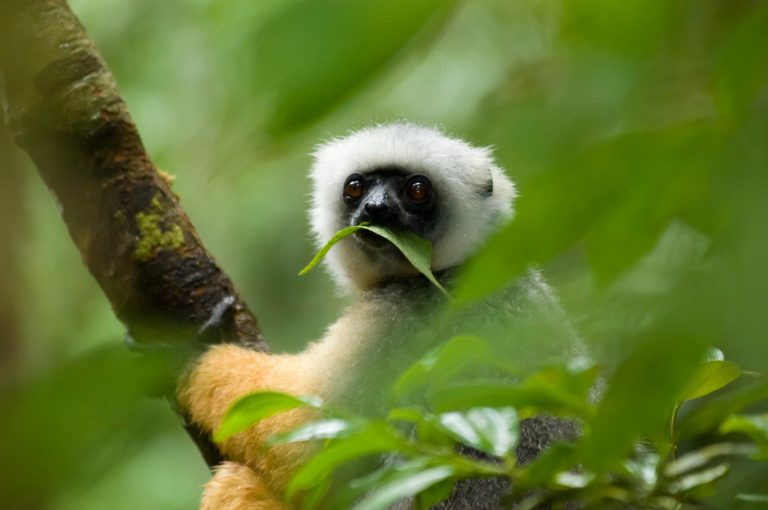 Culture and biodiversity in Madagascar
