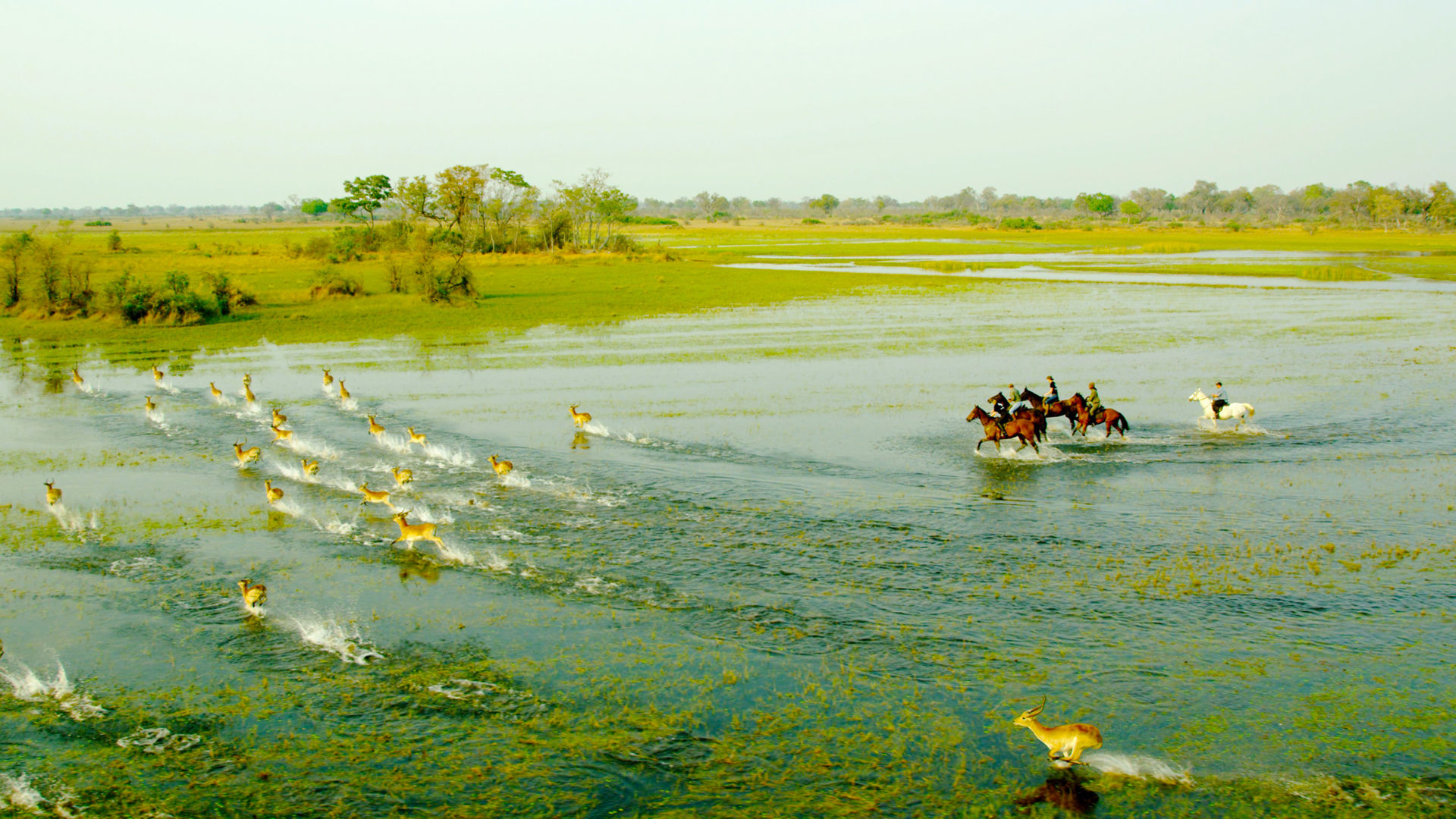 okavango horse safari