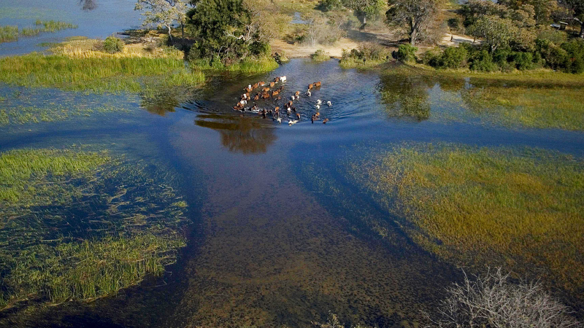 okavango horse safari