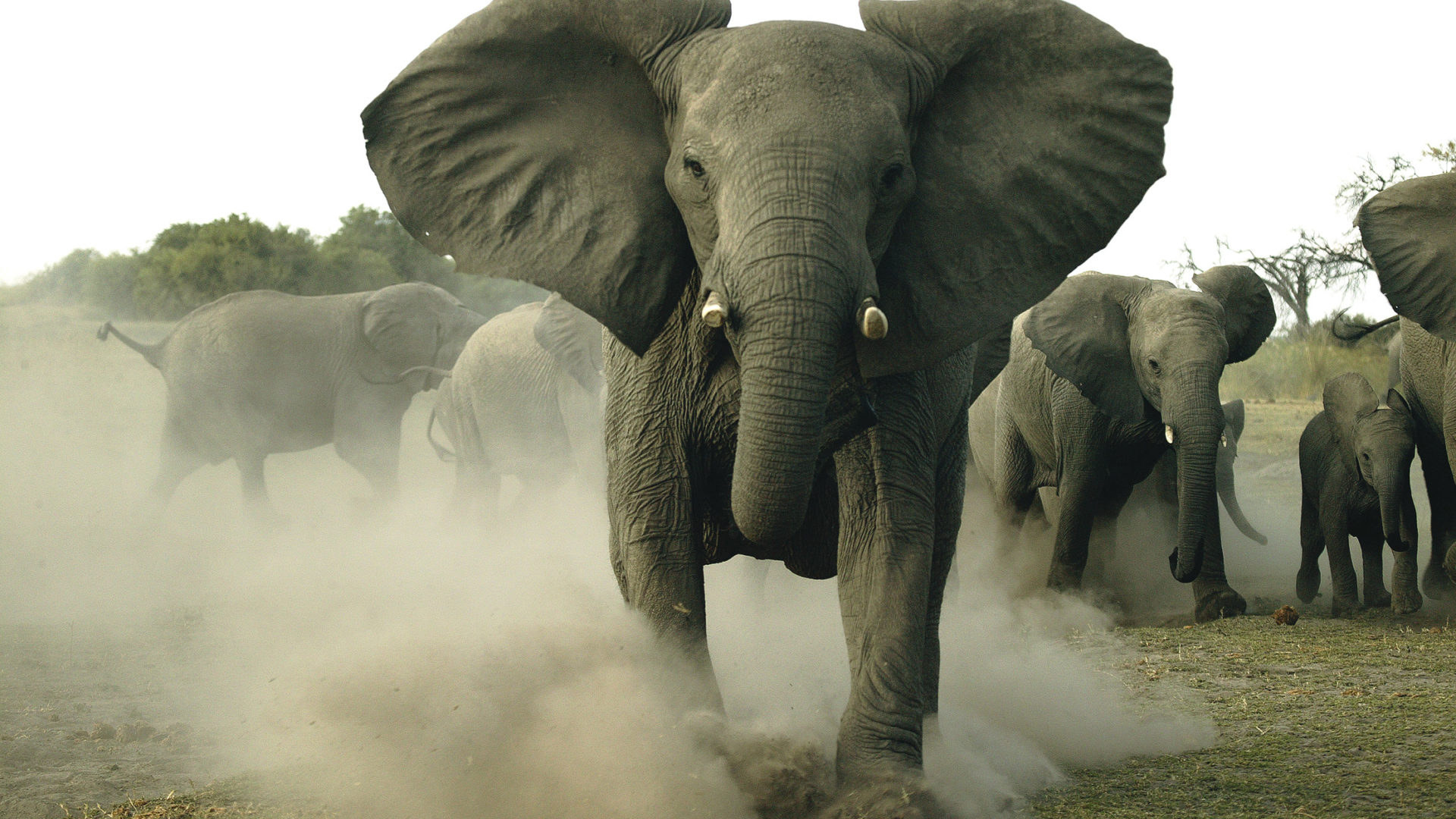 okavango horse safari