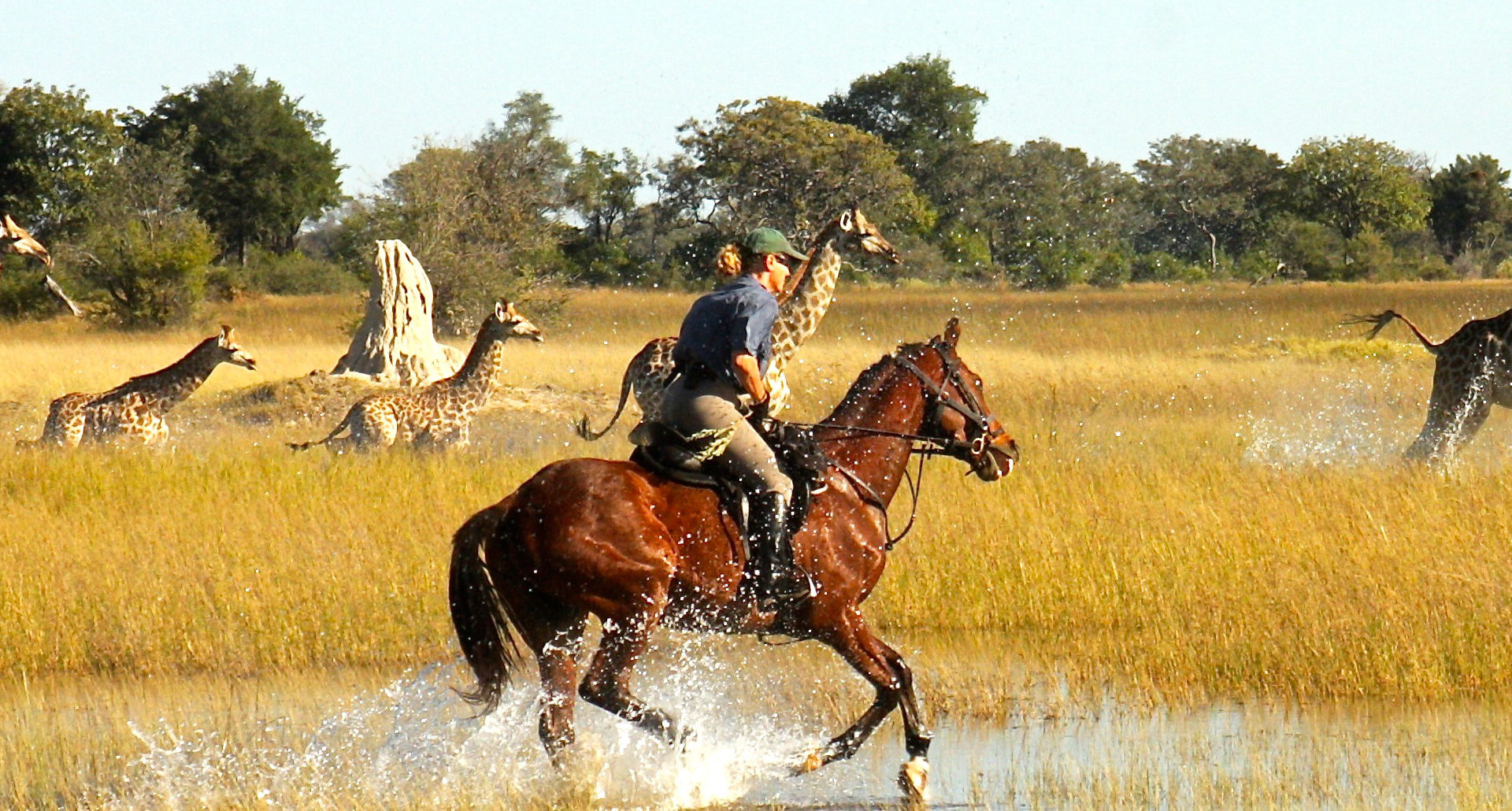 okavango horse safari