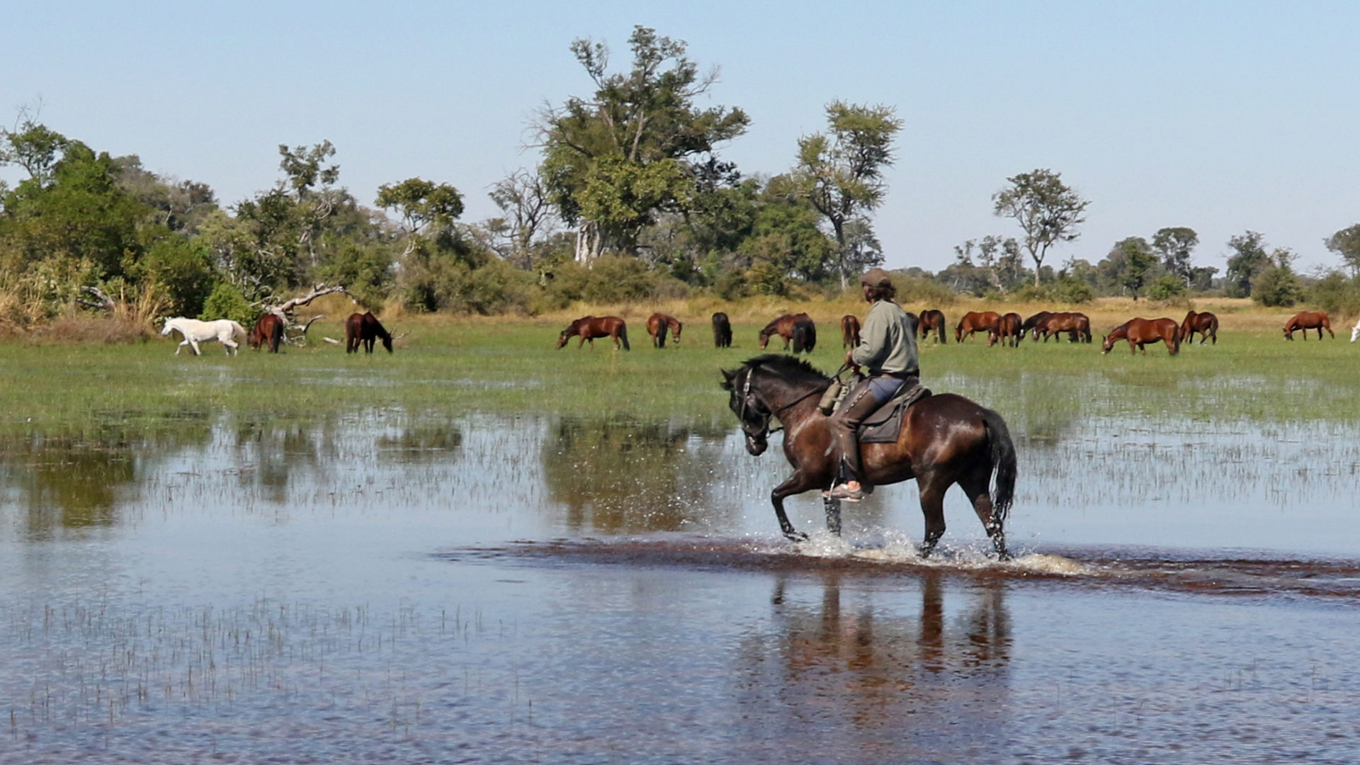 okavango horse safari