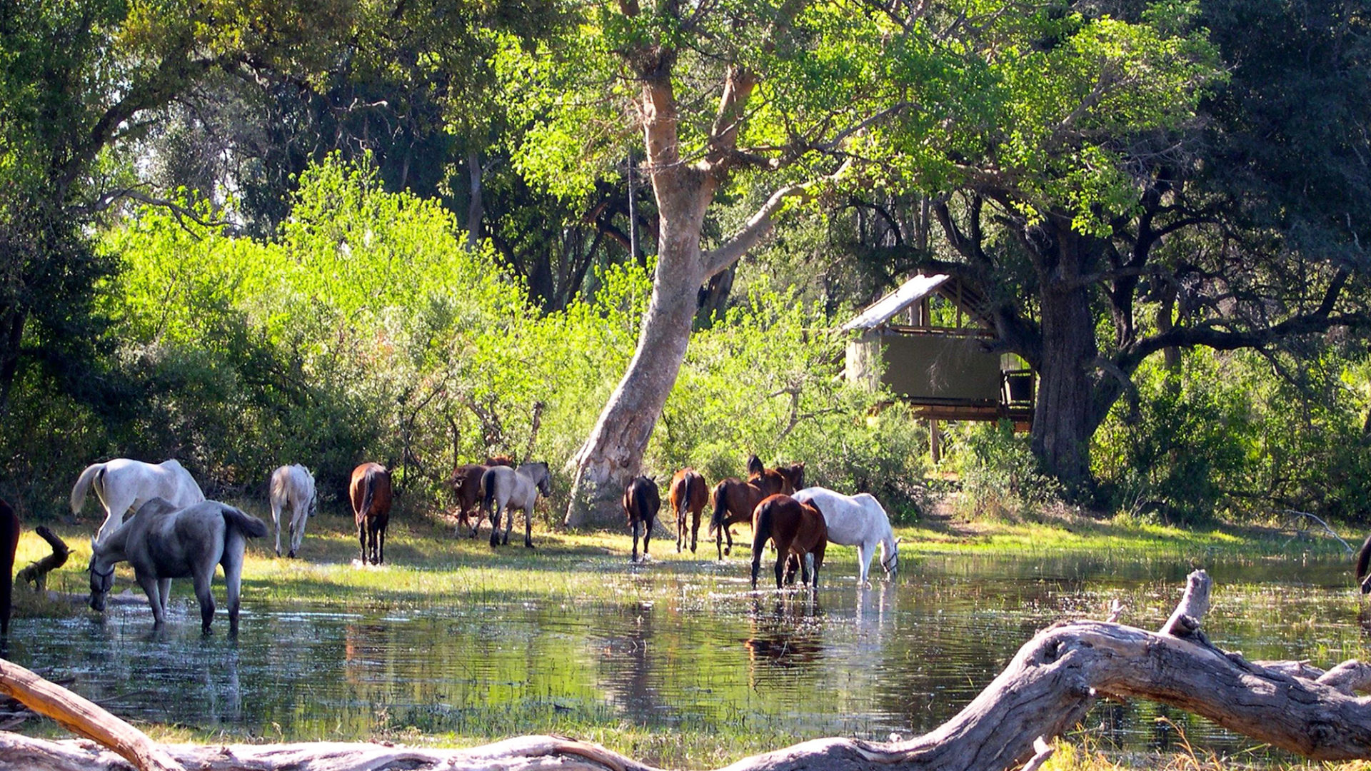 okavango horse safari
