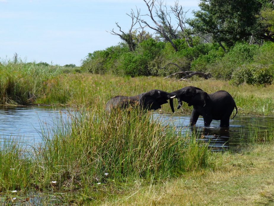 travel-story-okavango
