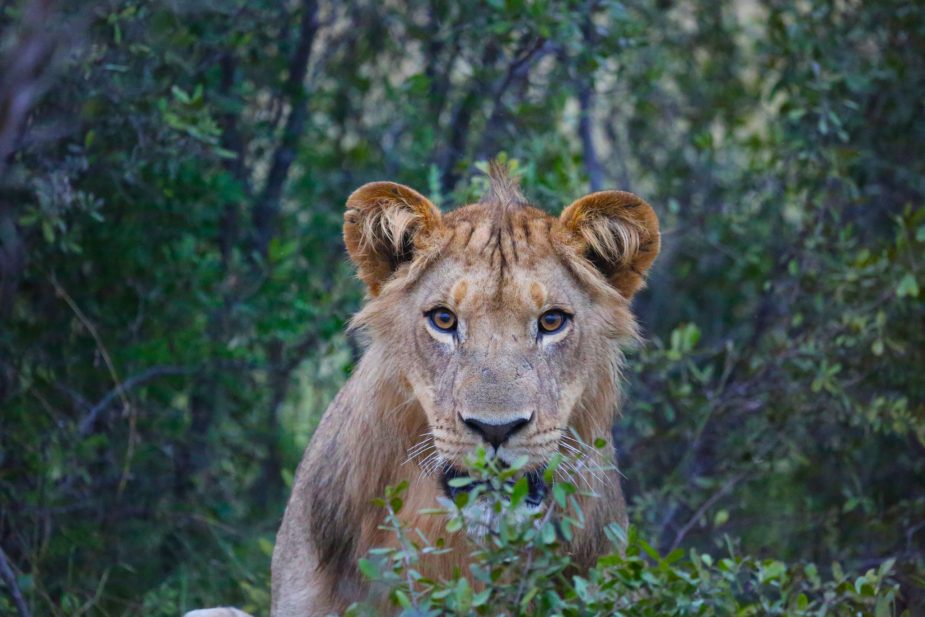 travel-story-okavango