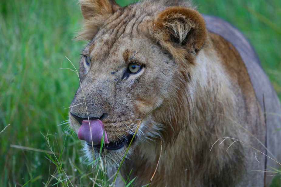 travel-story-okavango