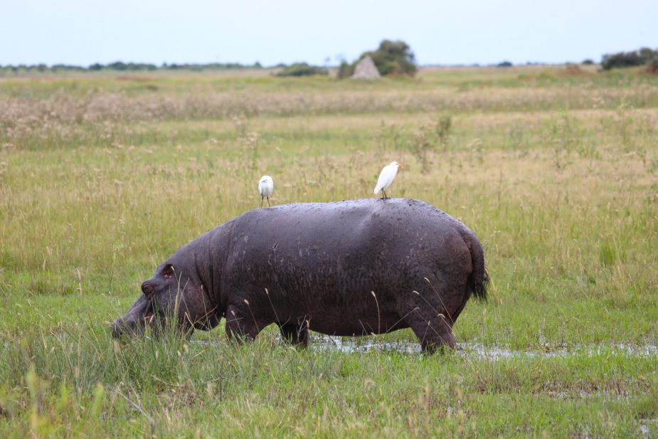 travel-story-okavango