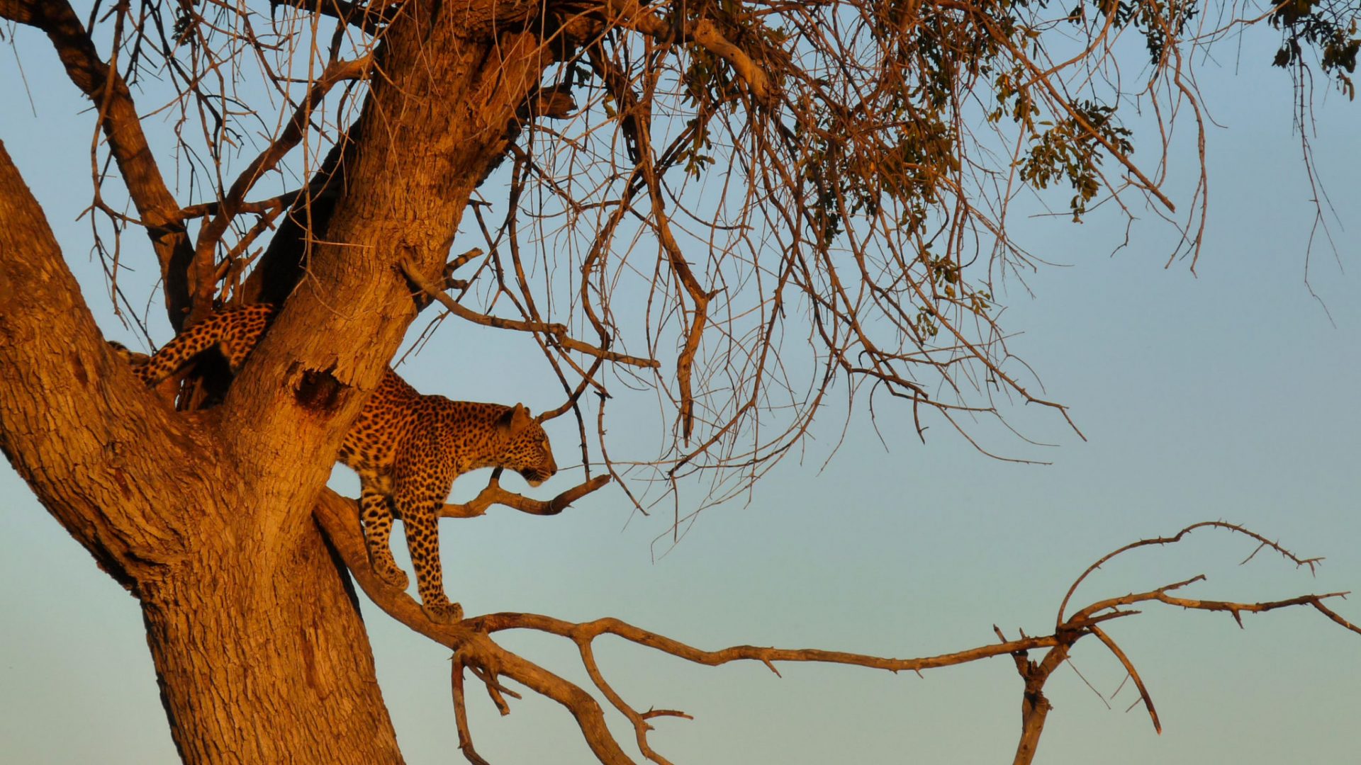 travel-story-okavango