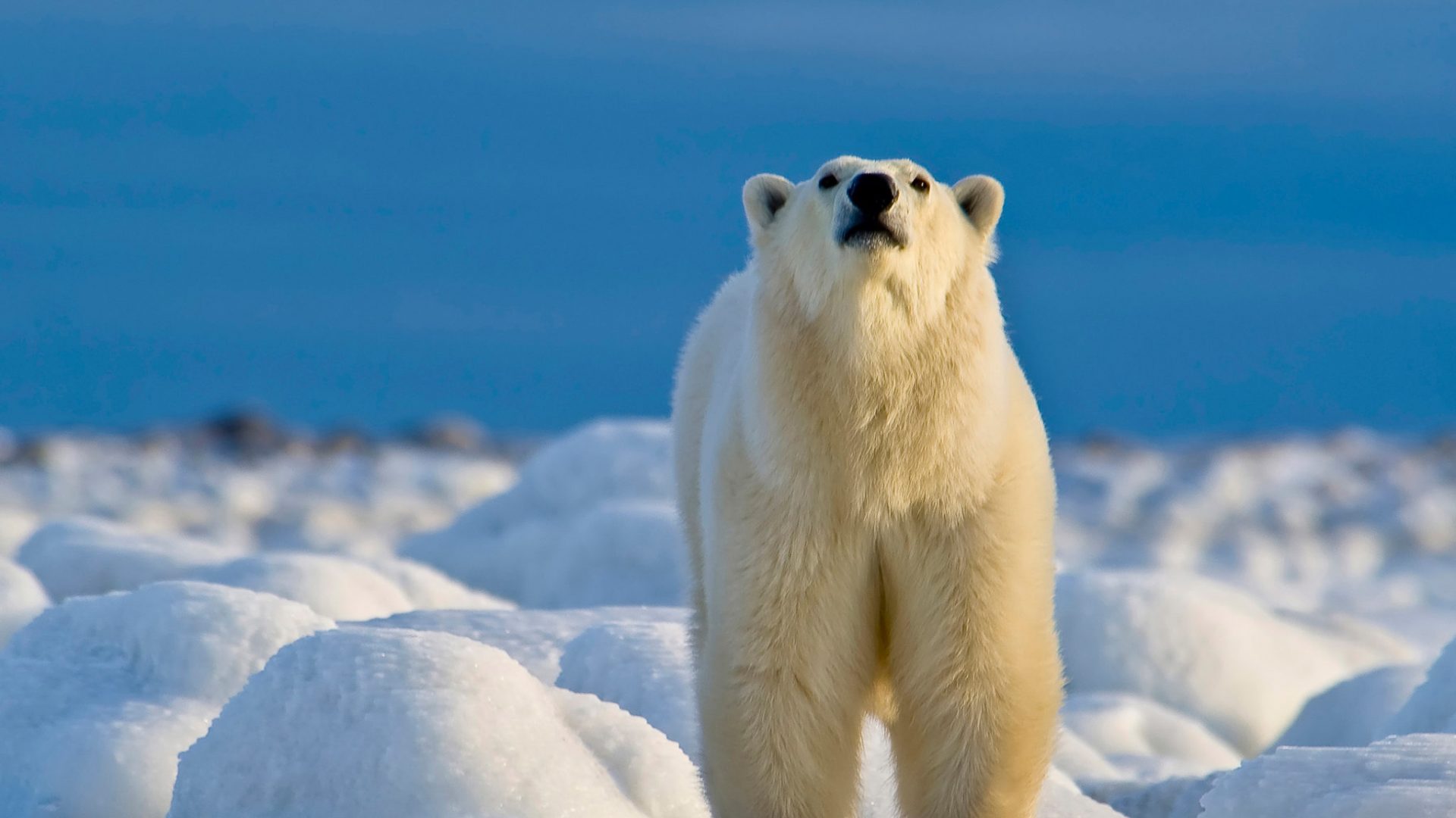 Canadá: pasión por los osos