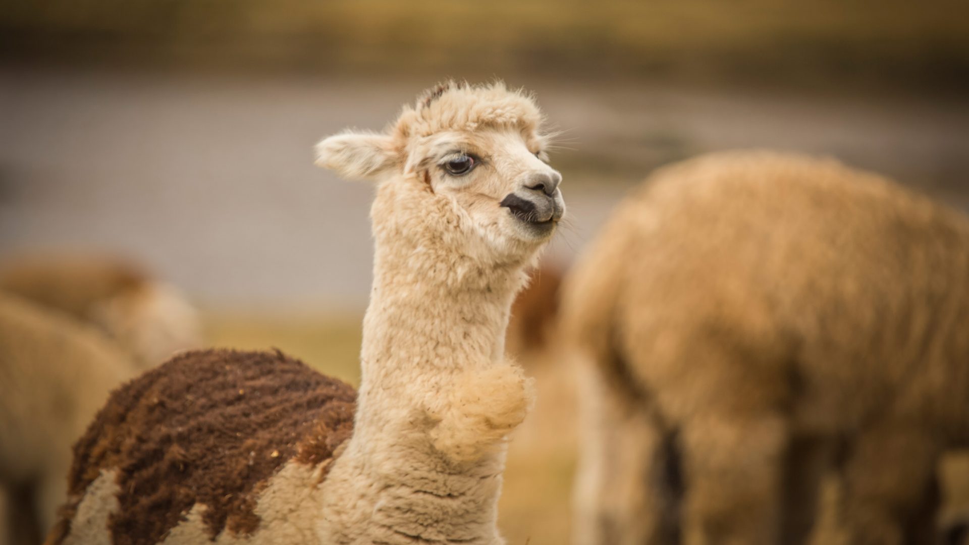 Bru & Bru agencia de viajes exclusivos, descubriendo Perú 2