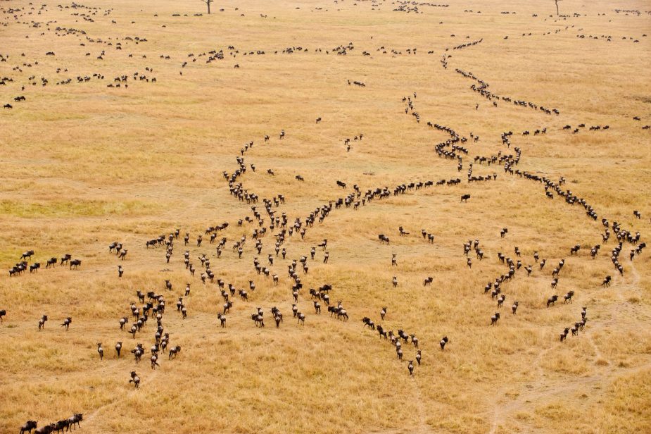 safari aéreo áfrica