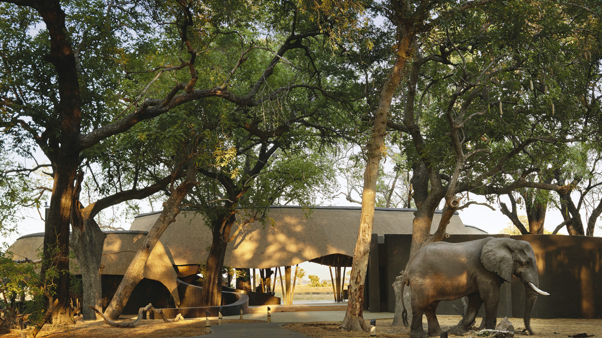 safari nature africa