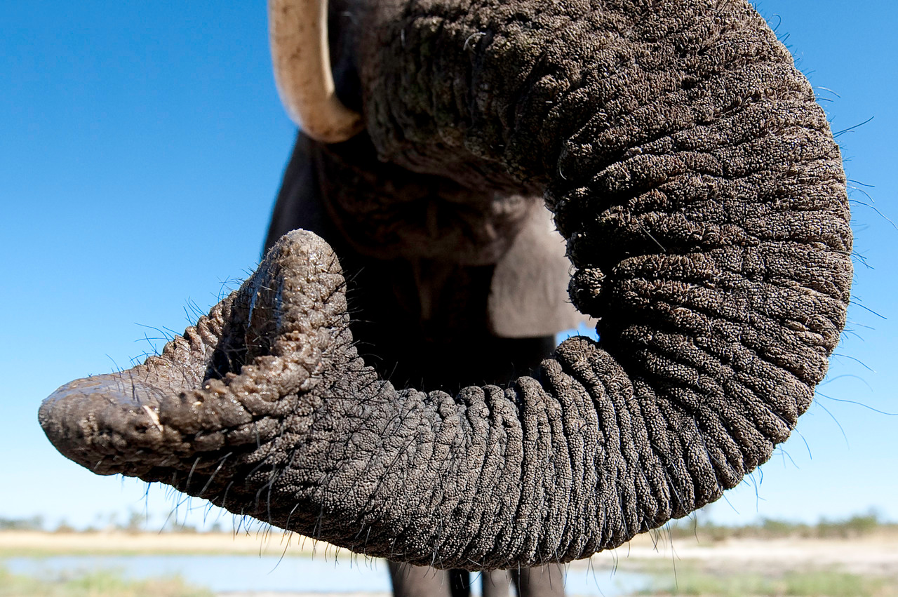 safari nature africa