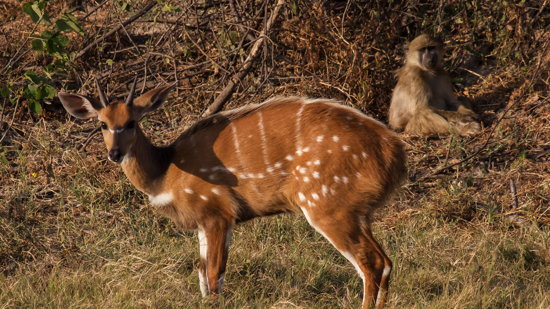 safari nature africa