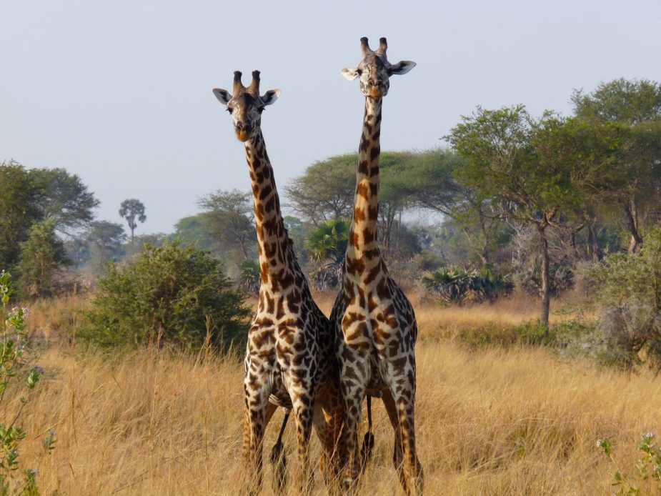 travel-story-tanzania-mozambique