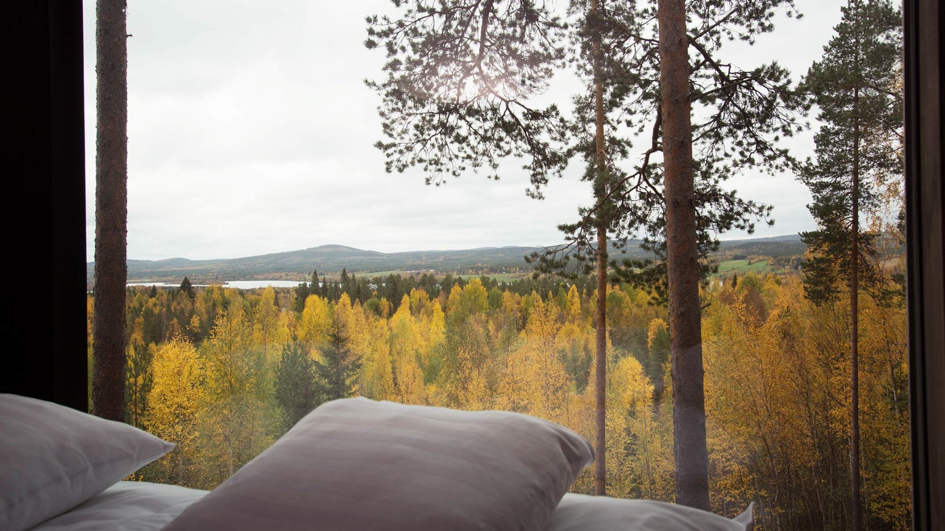 treehotel