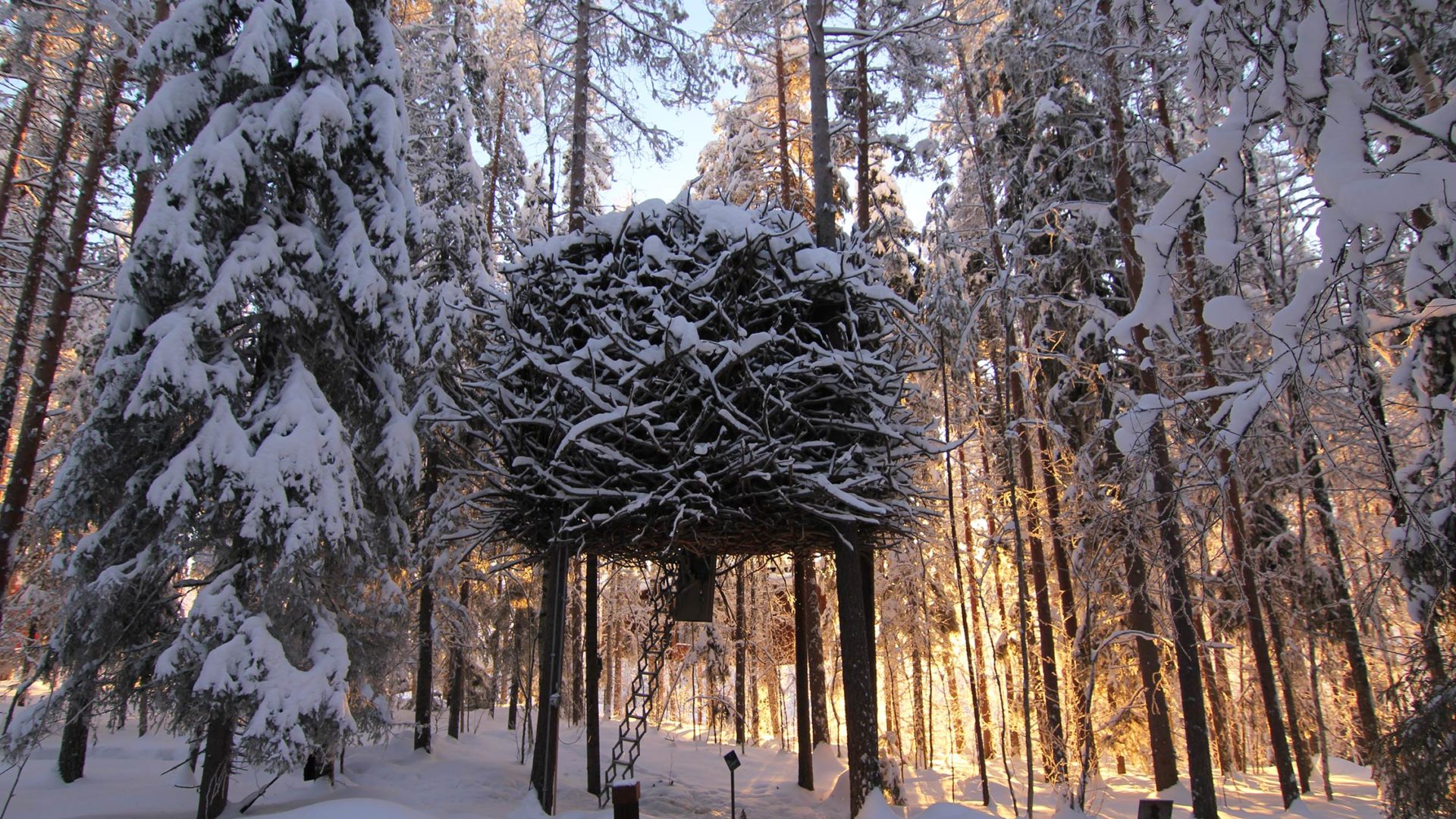 treehotel