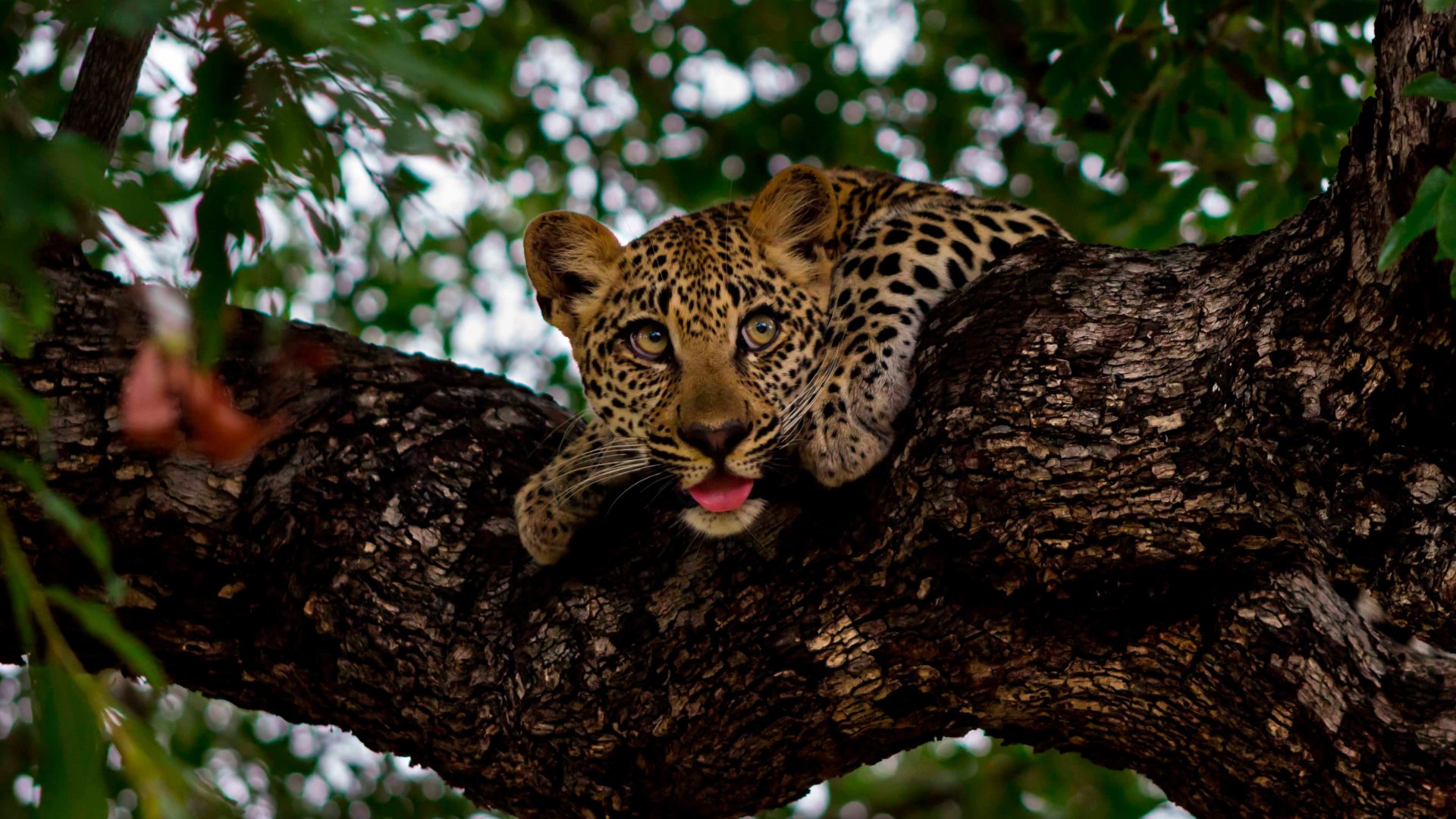 ulusaba