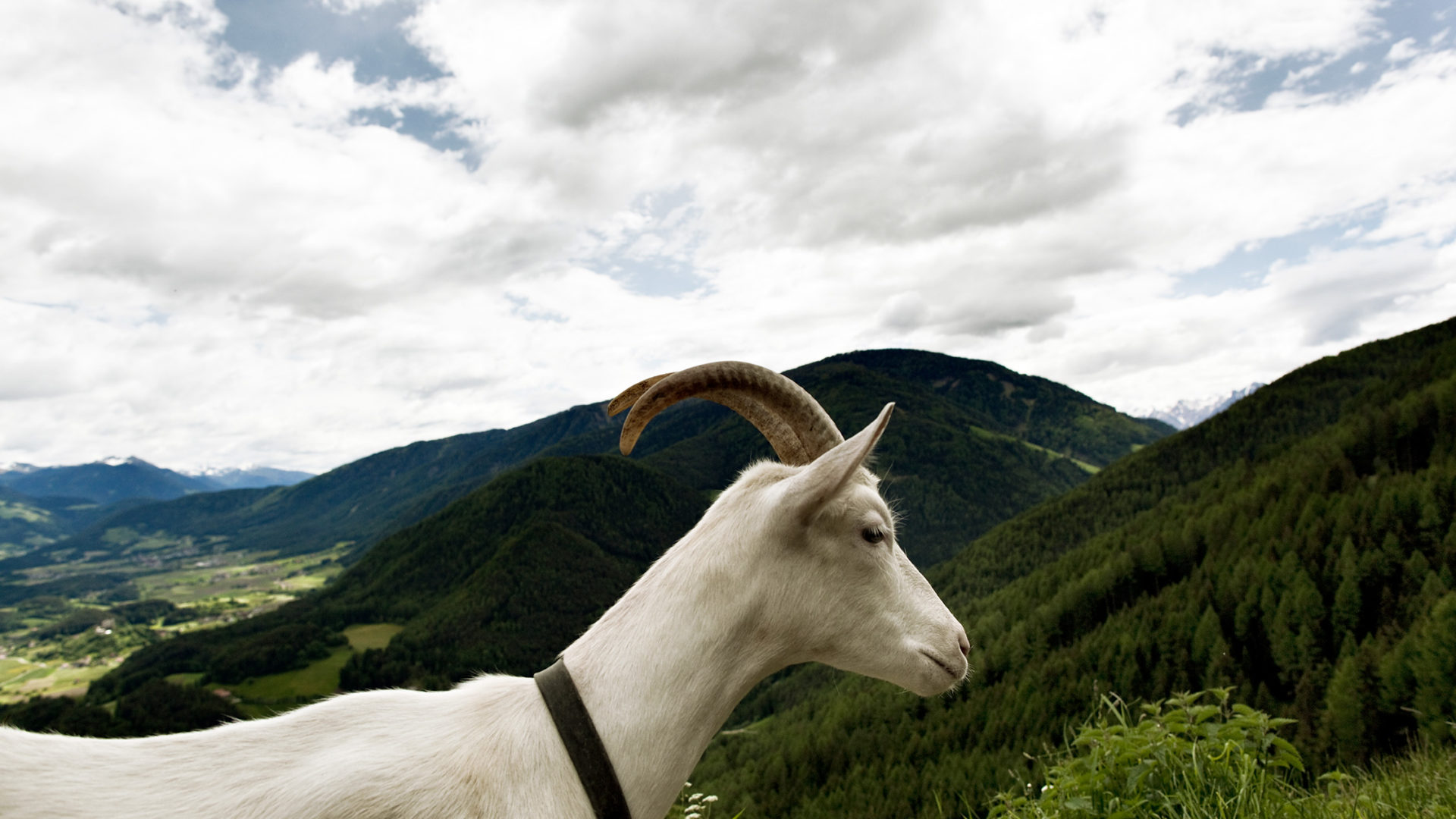 white deer san lorenzo mountain lodge