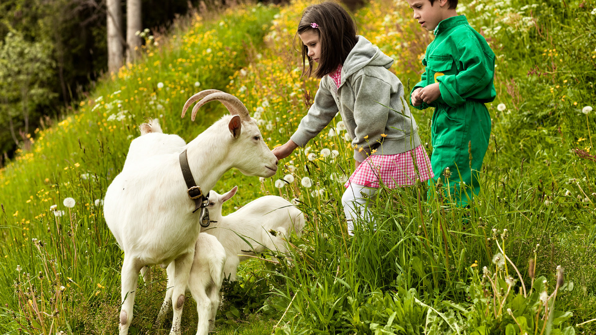 white deer san lorenzo mountain lodge