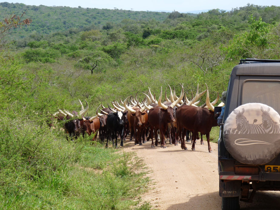 Gorilla trekking in Uganda