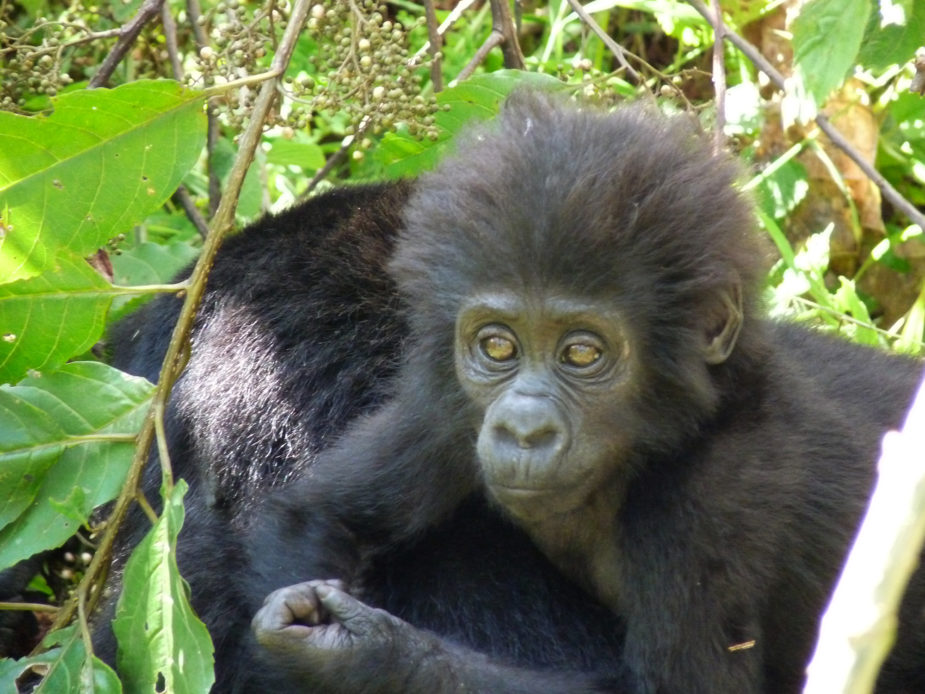 uganda gorilas travel story