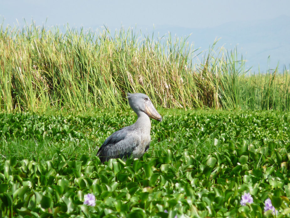 uganda gorilas travel story