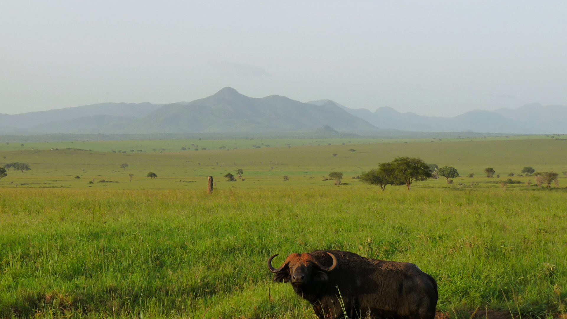 uganda gorilas travel story