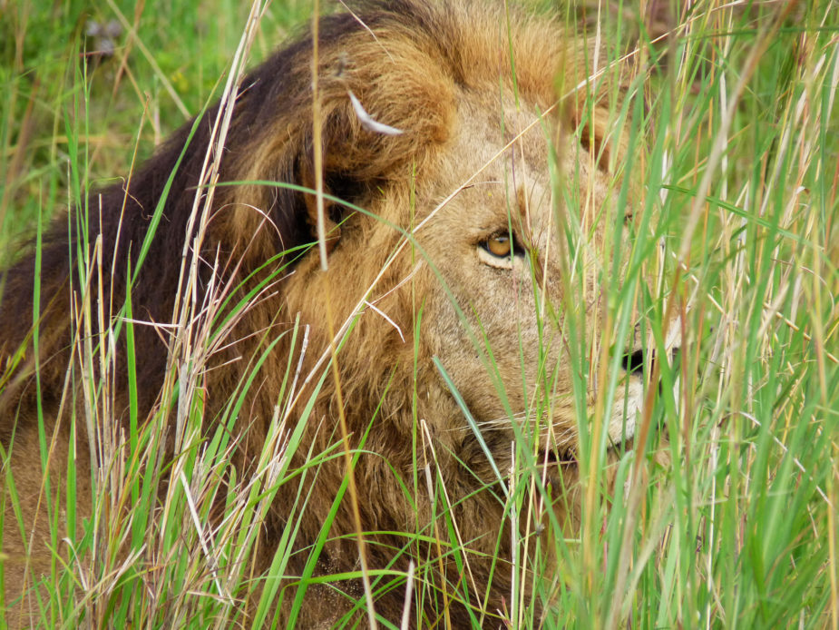 uganda gorilas travel story