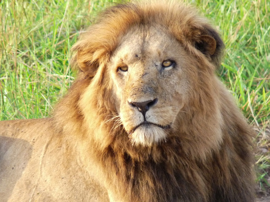 uganda gorilas travel story